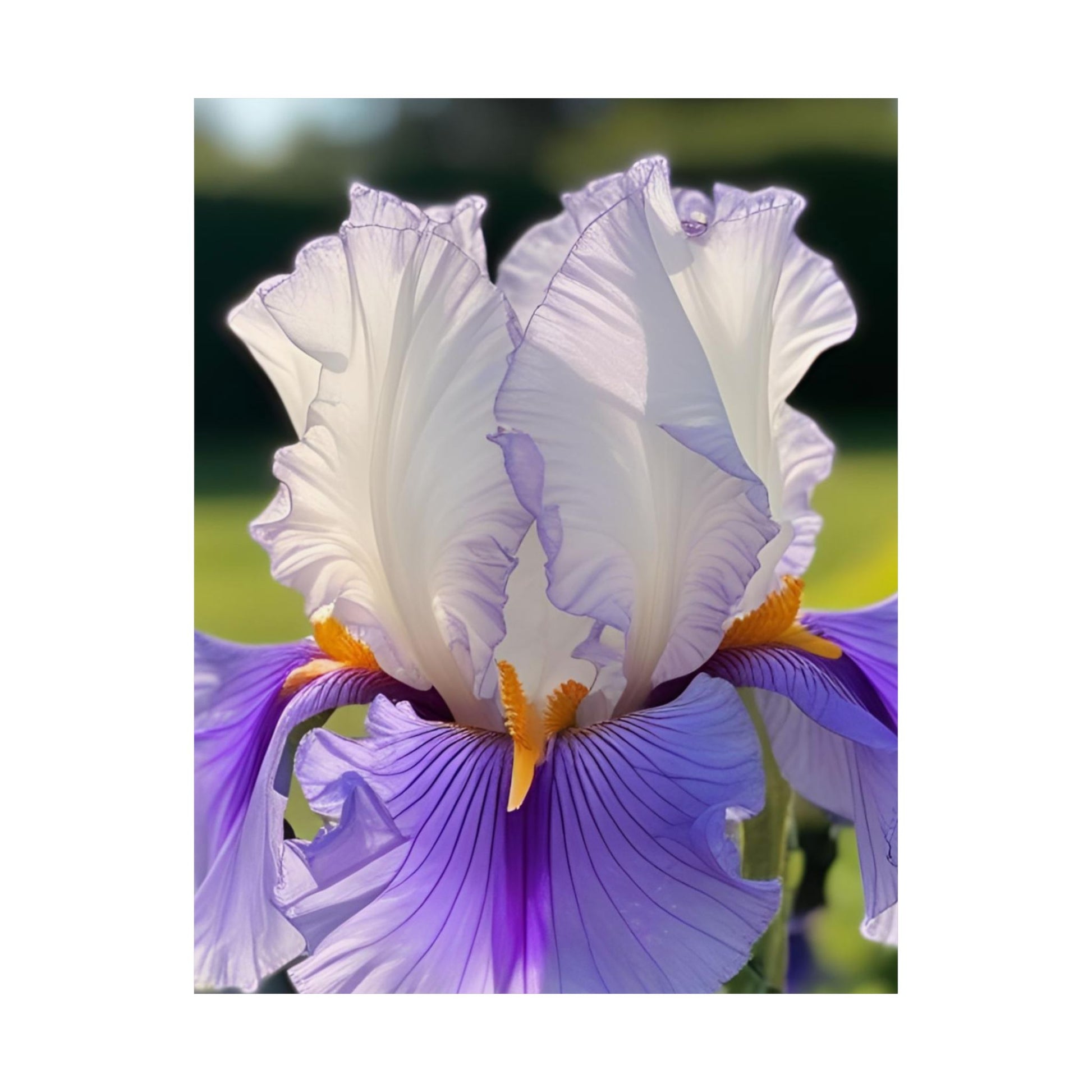 Iris Flower Photography Print – Purple & White Botanical Wall Art, Macro Nature Photo