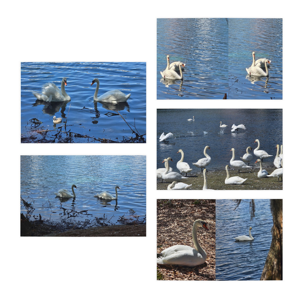 Elegant Swan Note Cards – Tranquil Lake Bird Photography Stationery Set