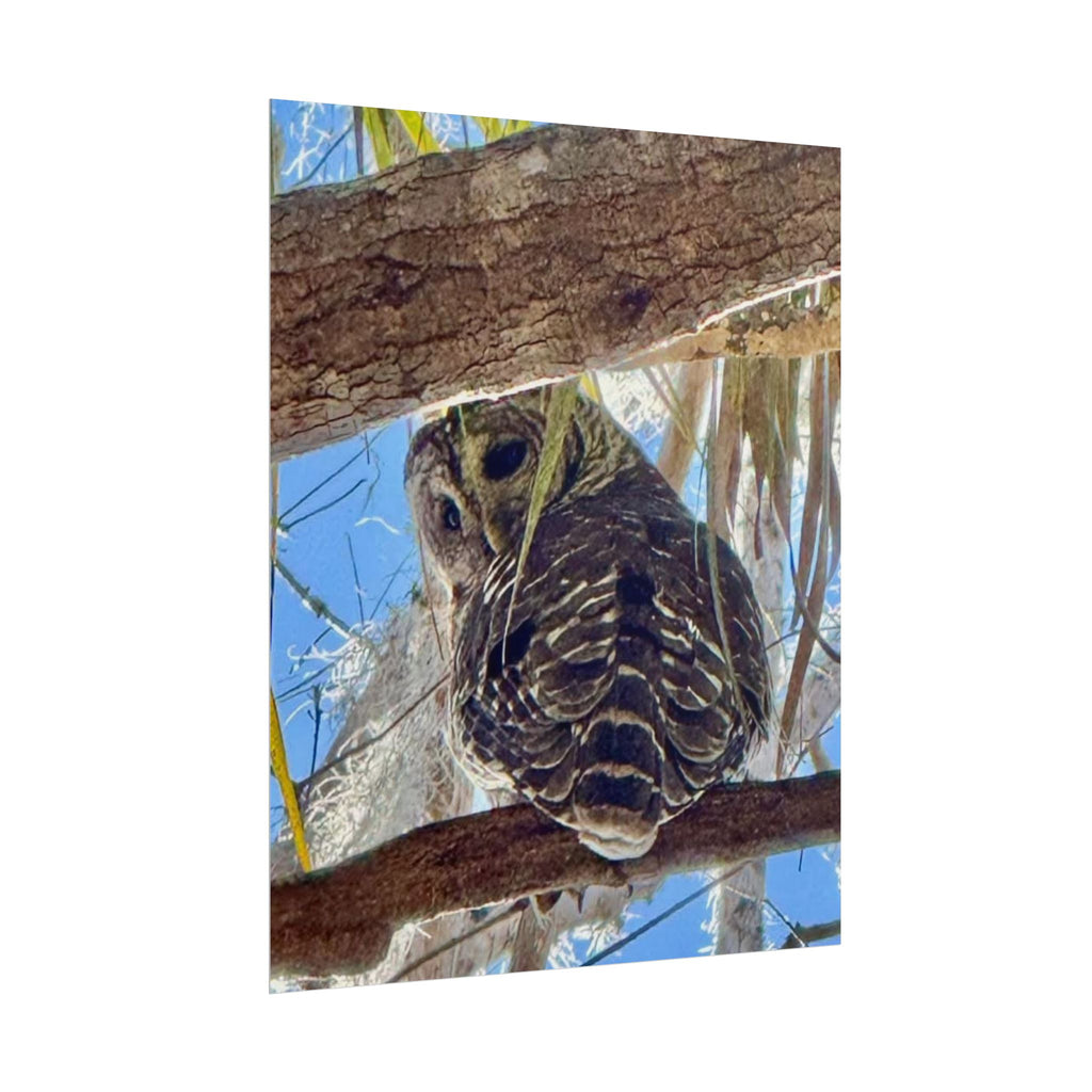 Mr. Owl Poster