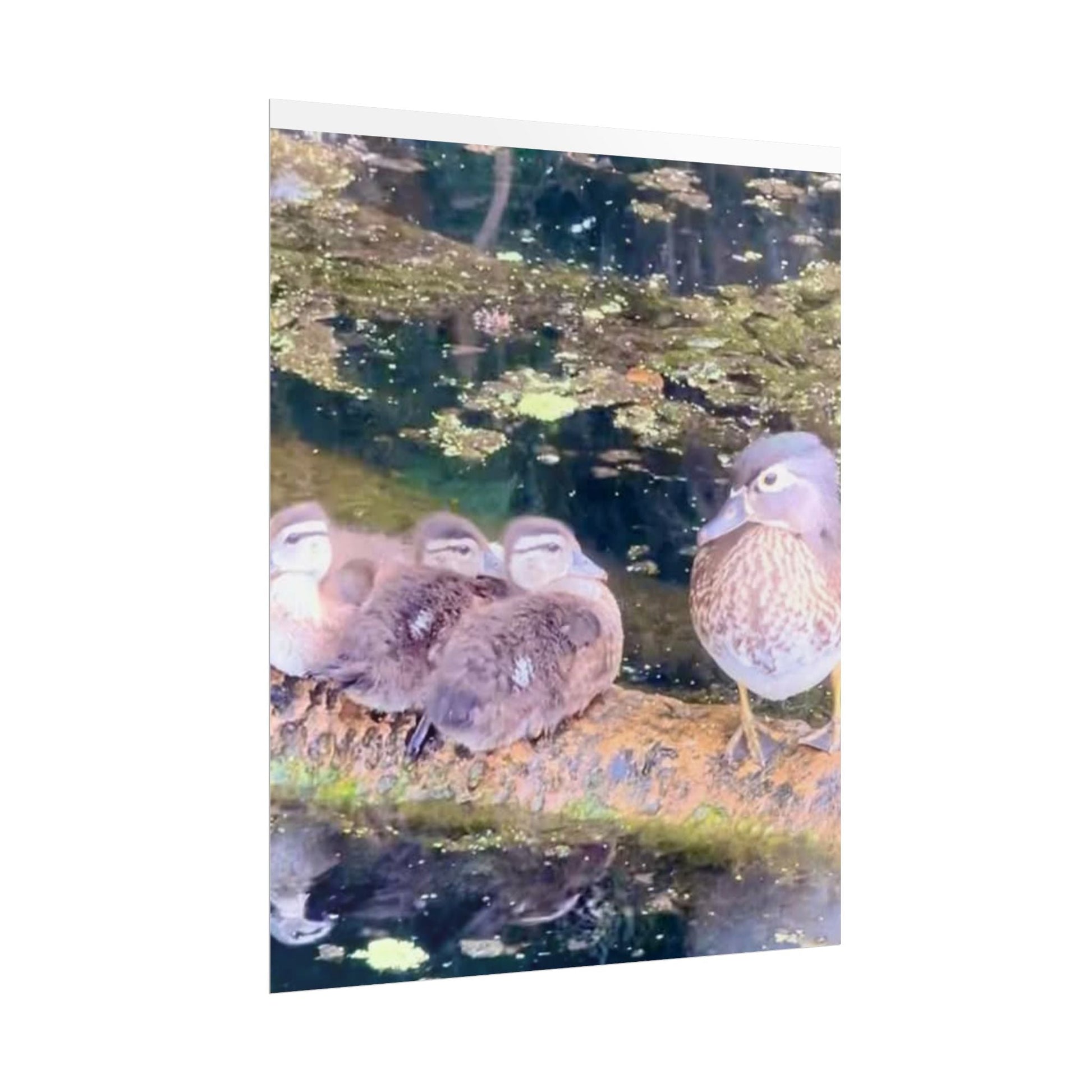Nature-Inspired Rolled Posters - Serene Duck Family Design