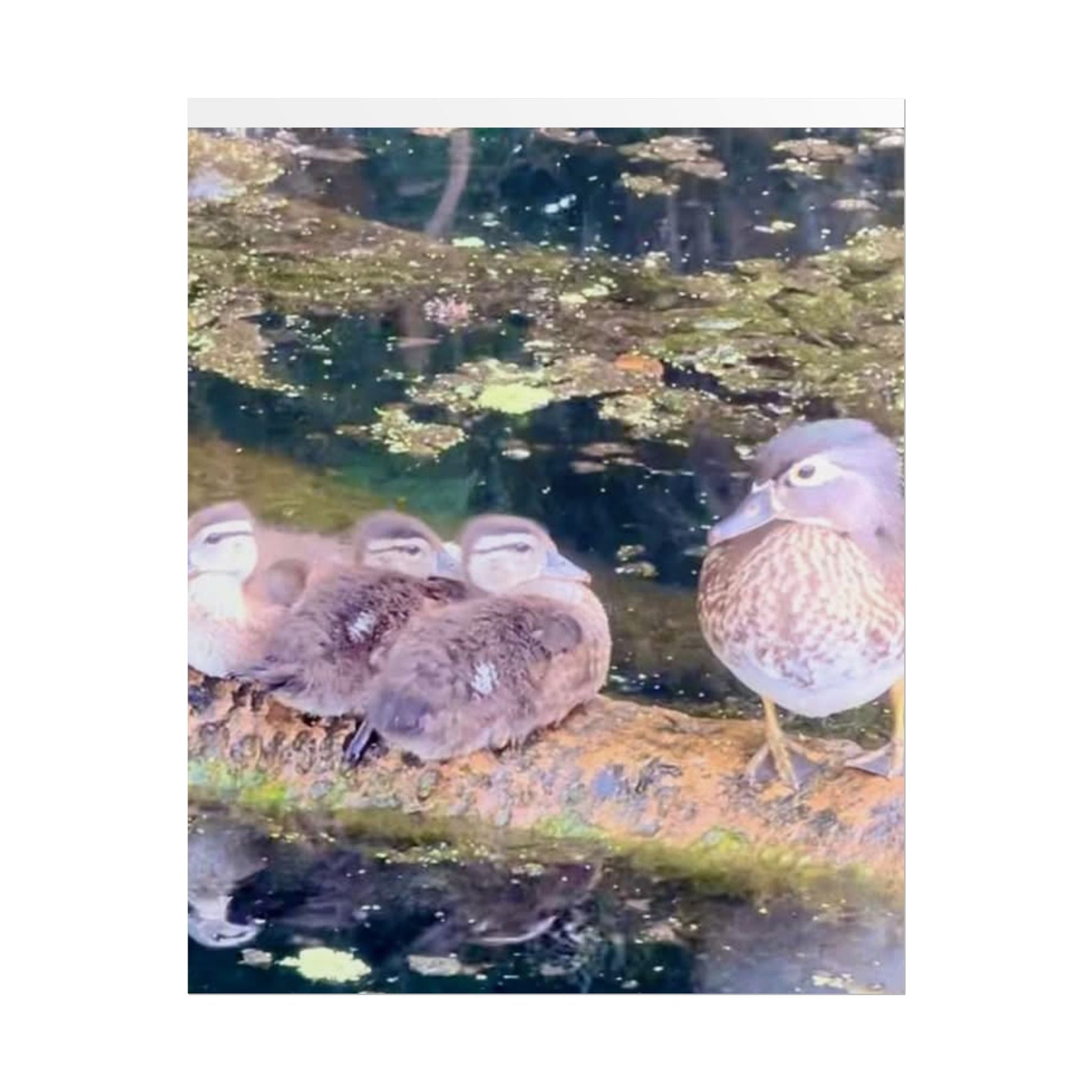 Nature-Inspired Rolled Posters - Serene Duck Family Design