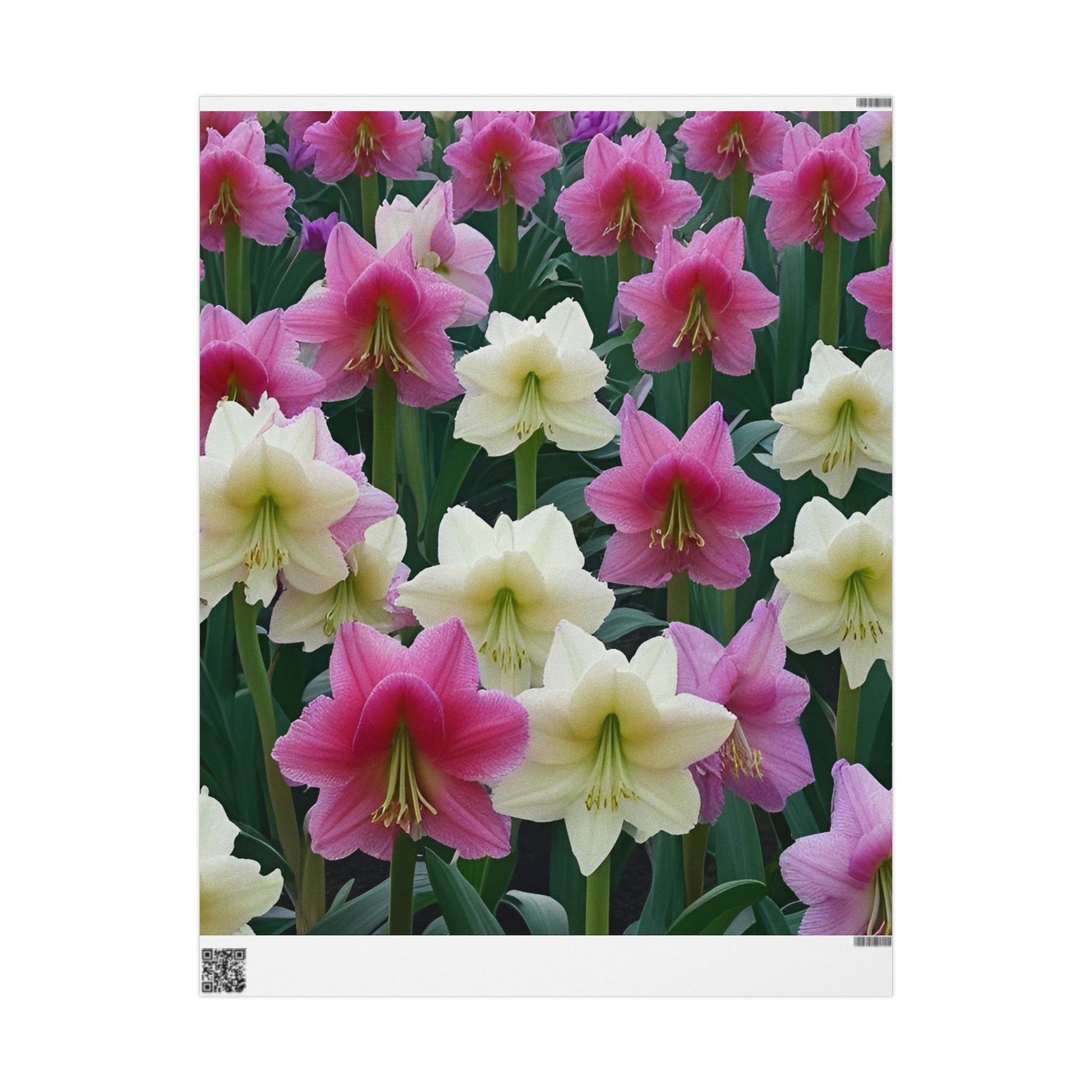 Pink and Cream Amaryllis Wrapping Paper – Elegant Large Floral Gift Wrap