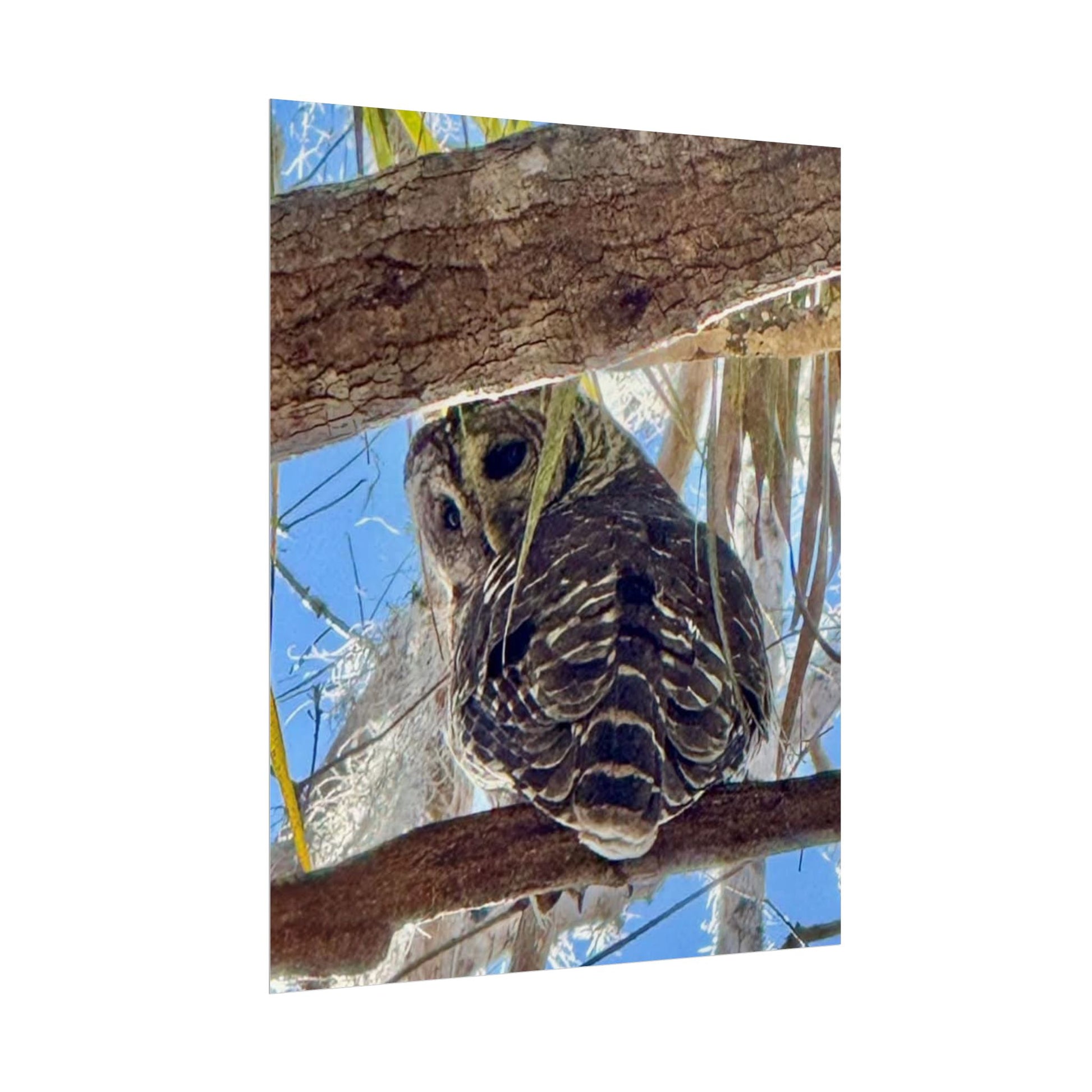 Mr. Owl Poster