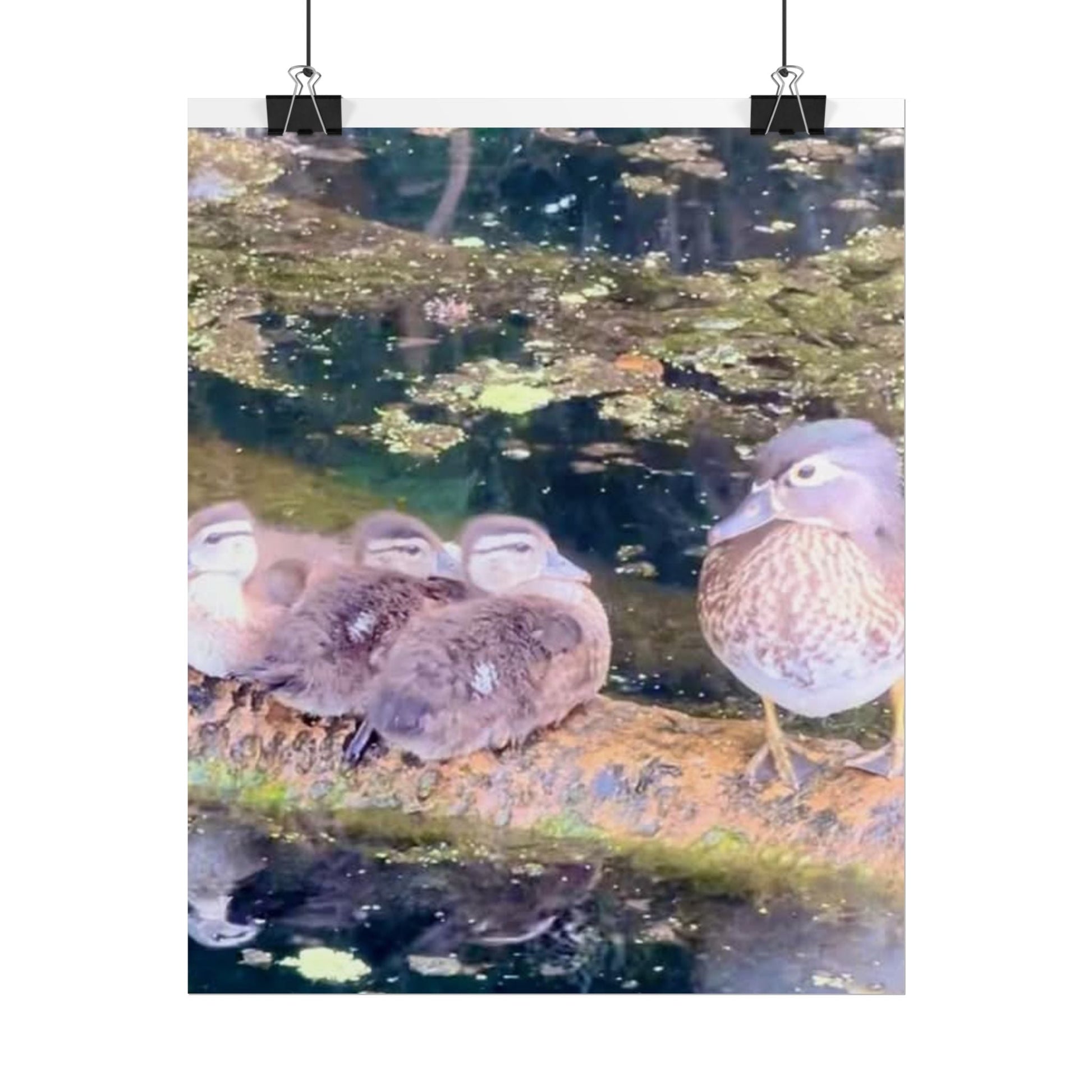 Nature-Inspired Rolled Posters - Serene Duck Family Design