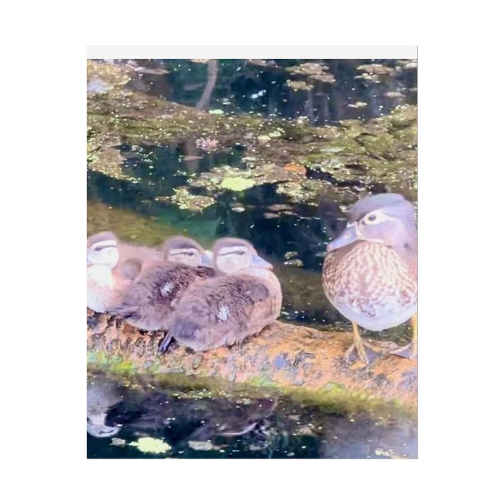 Nature-Inspired Rolled Posters - Serene Duck Family Design