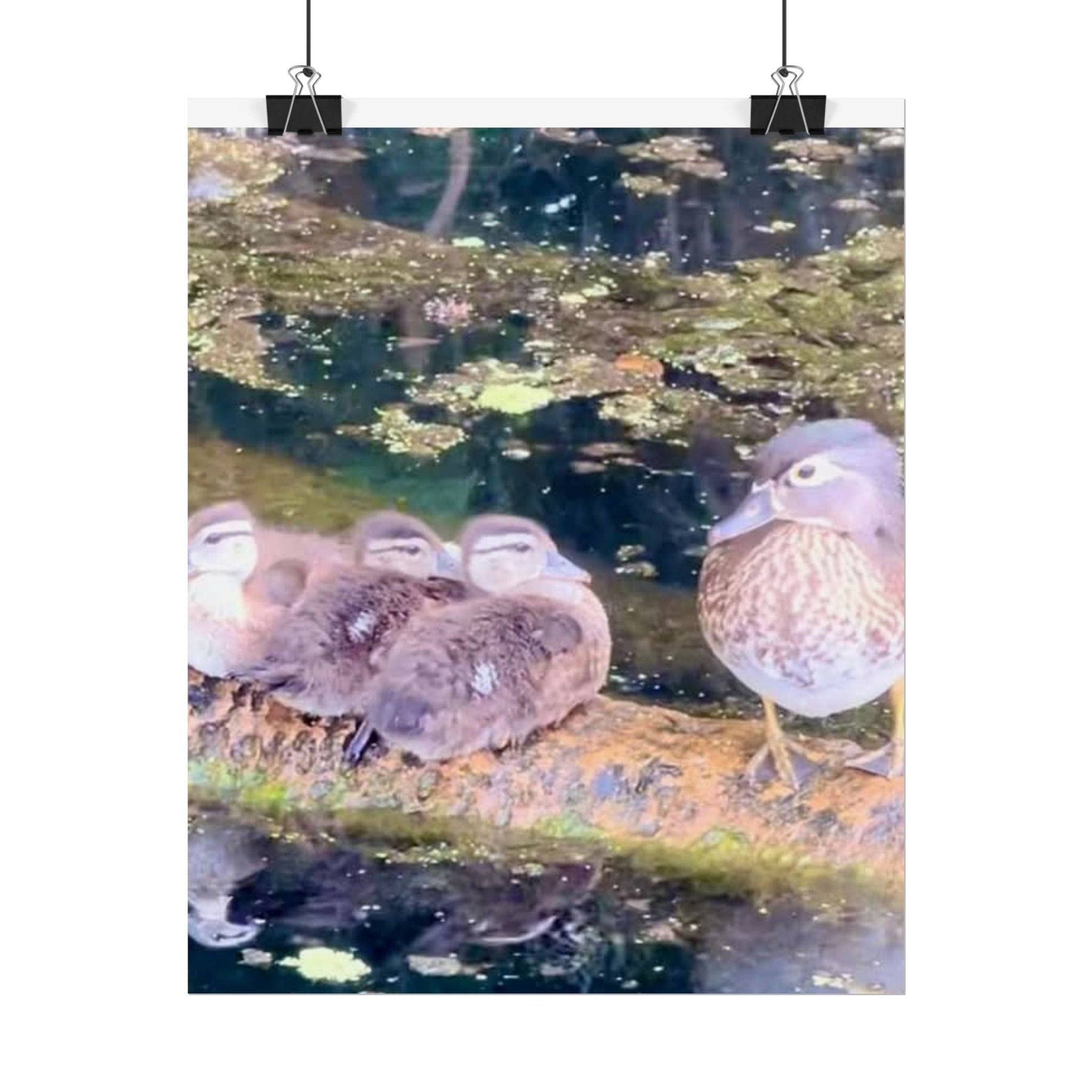 Nature-Inspired Rolled Posters - Serene Duck Family Design