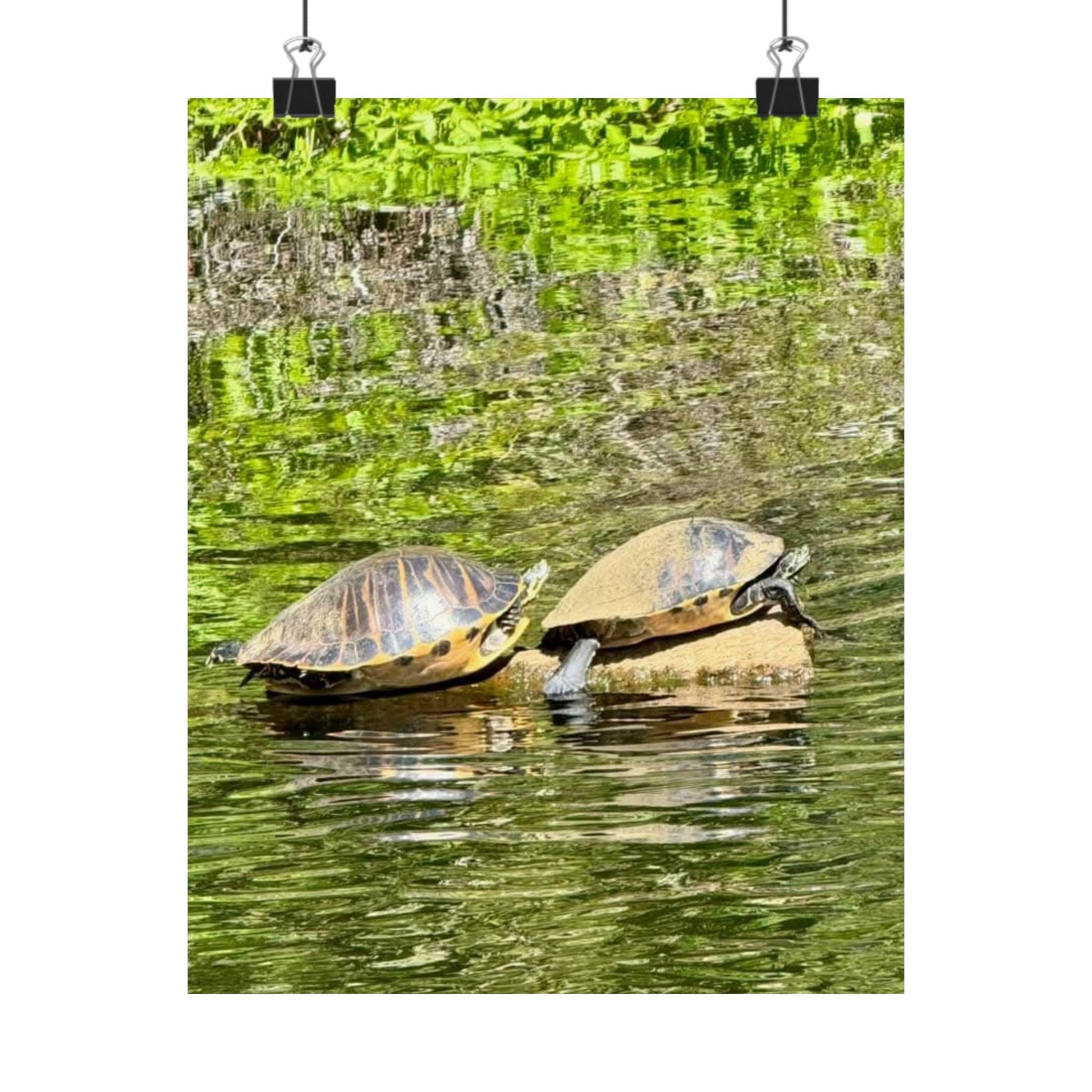 Serene Turtle Matte Vertical Poster - Nature Decor for Animal Lovers
