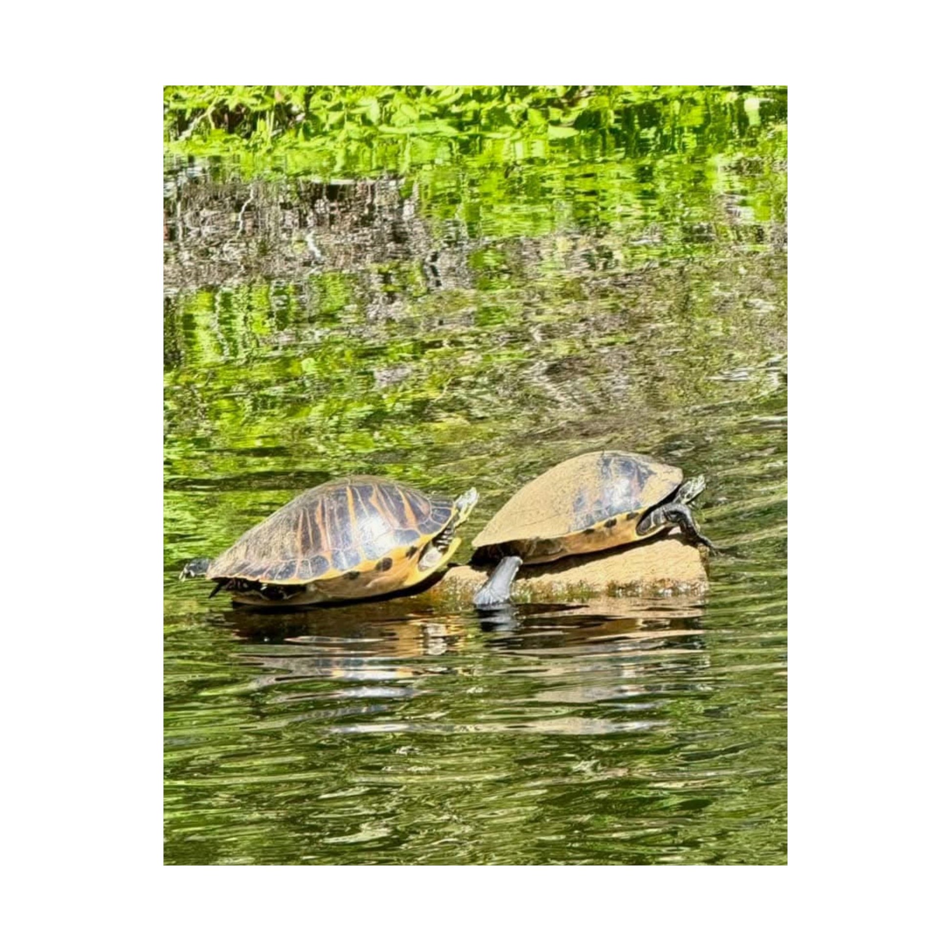 Serene Turtle Matte Vertical Poster - Nature Decor for Animal Lovers
